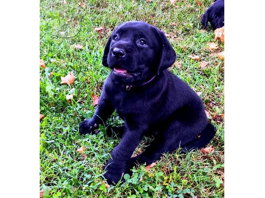 Labrador Retriever καθαροαιμα,  γνησια